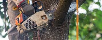 Best Utility Line Clearance  in San Luis Obispo, CA