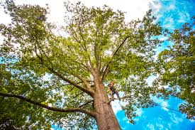 Best Tree Trimming and Pruning  in San Luis Obispo, CA
