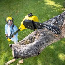 Best Palm Tree Trimming  in San Luis Obispo, CA
