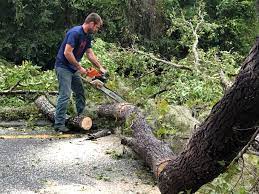 Best Tree Risk Assessment  in San Luis Obispo, CA