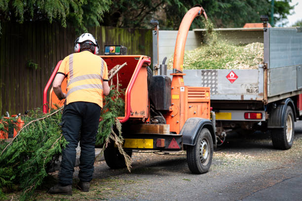  San Luis Obispo, CA Tree Services Pros