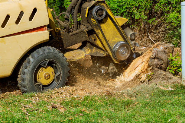 Best Tree Mulching  in San Luis Obispo, CA