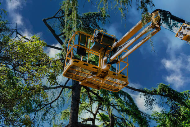 Best Tree Maintenance Programs  in San Luis Obispo, CA