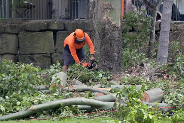 Reliable San Luis Obispo, CA Tree Services Solutions