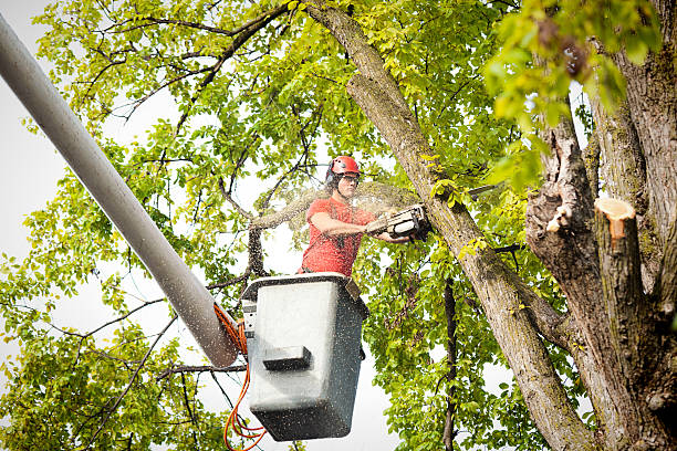 How Our Tree Care Process Works  in  San Luis Obispo, CA